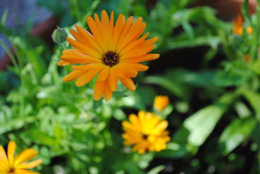 Goethe and his&nbsp;flowers