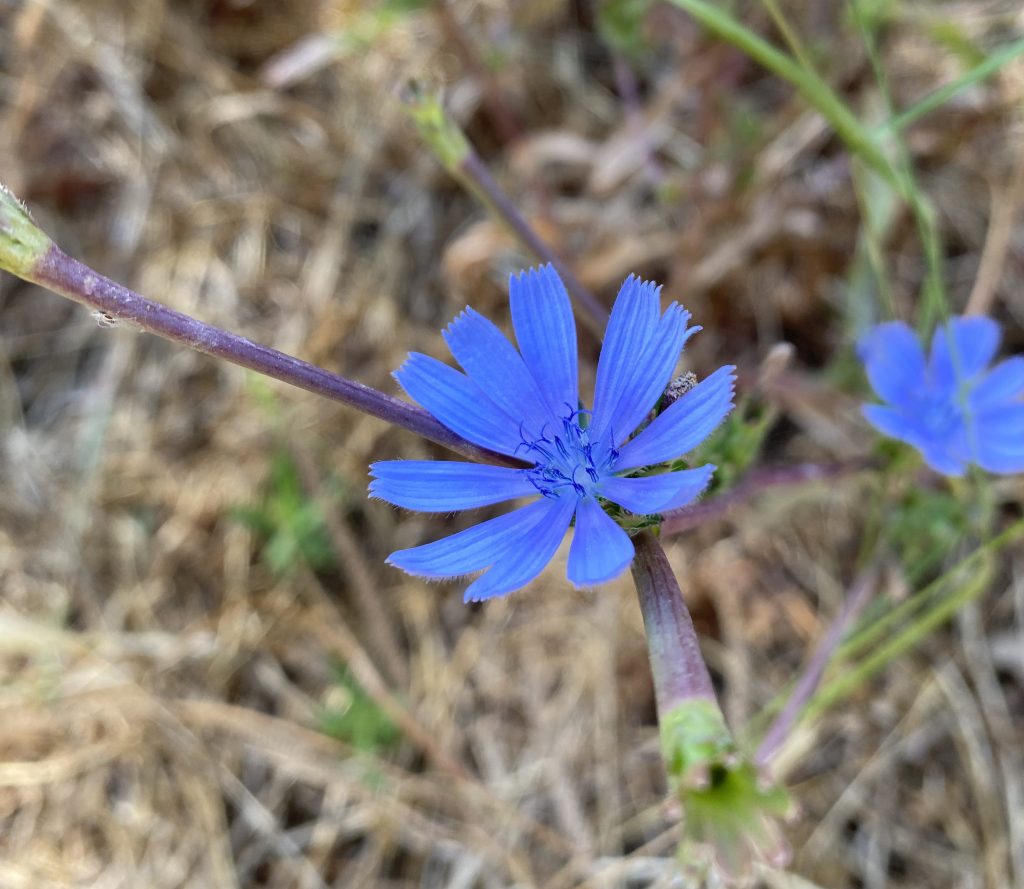 Chicory revelations 